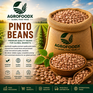 Pinto Beans