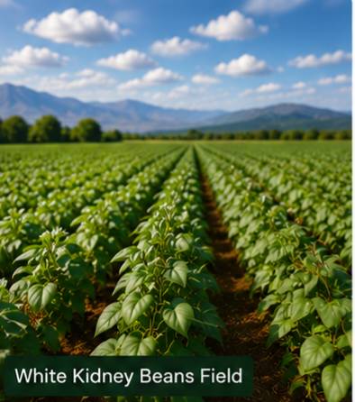 White Kidney Beans - Image 3